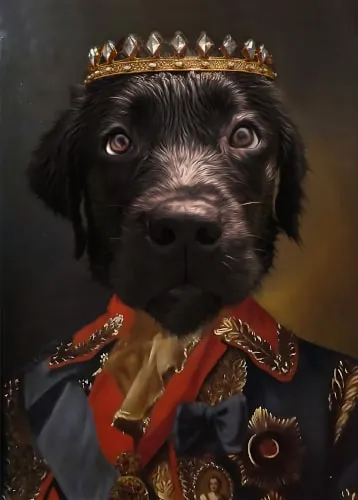 The Chief Dog evcil hayvan portresi